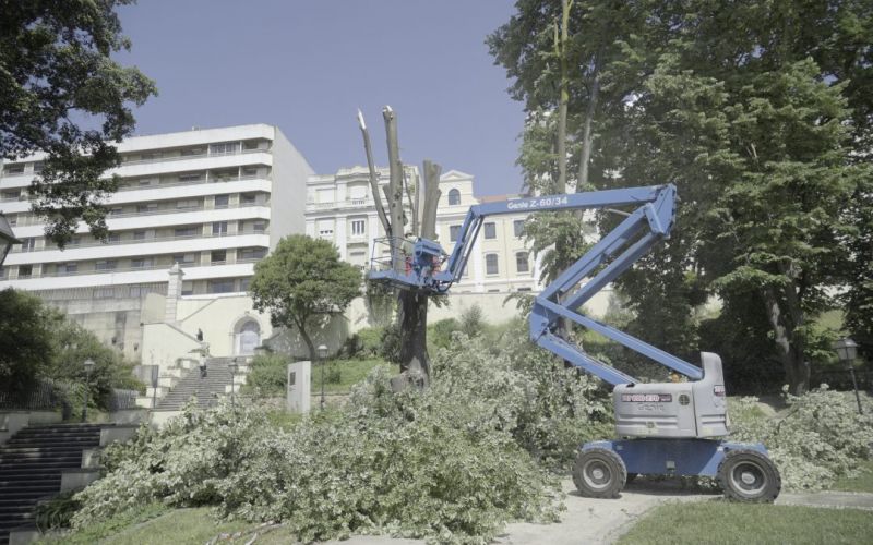 Abate de tílias no Jardim Lisboa Antiga por questões de segurança