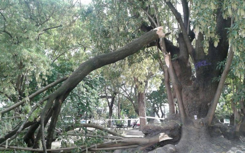 Jardim de Santos