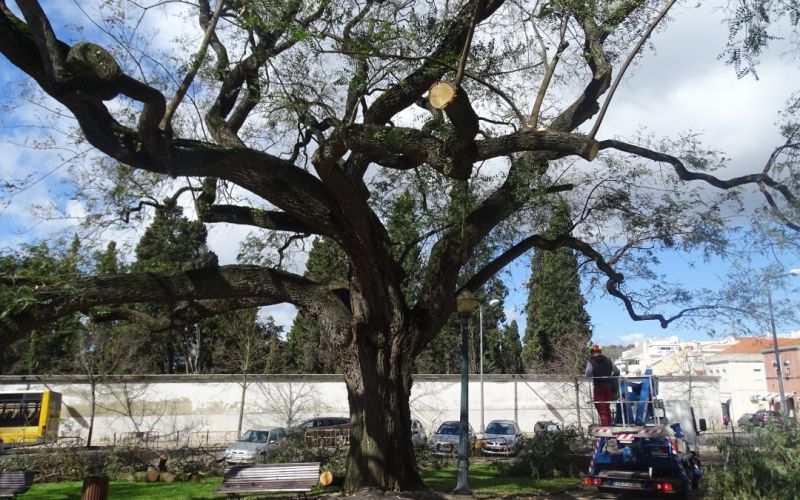 Poda de árvore Tipuana Tipu na Praça São João Bosco