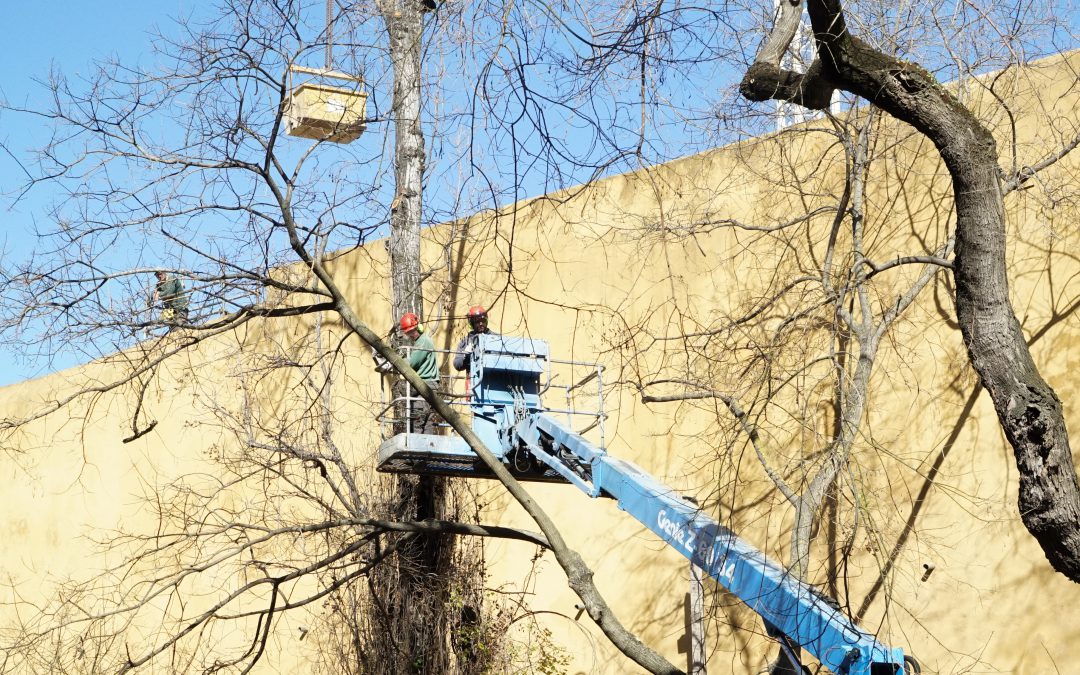 Podas na Rua Tenente Valadim