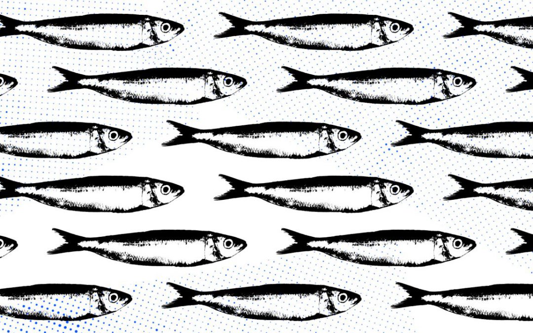 Concurso de Sardinhas – PASE