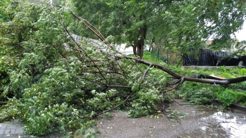 Impactos da Depressão Elsa na Estrela