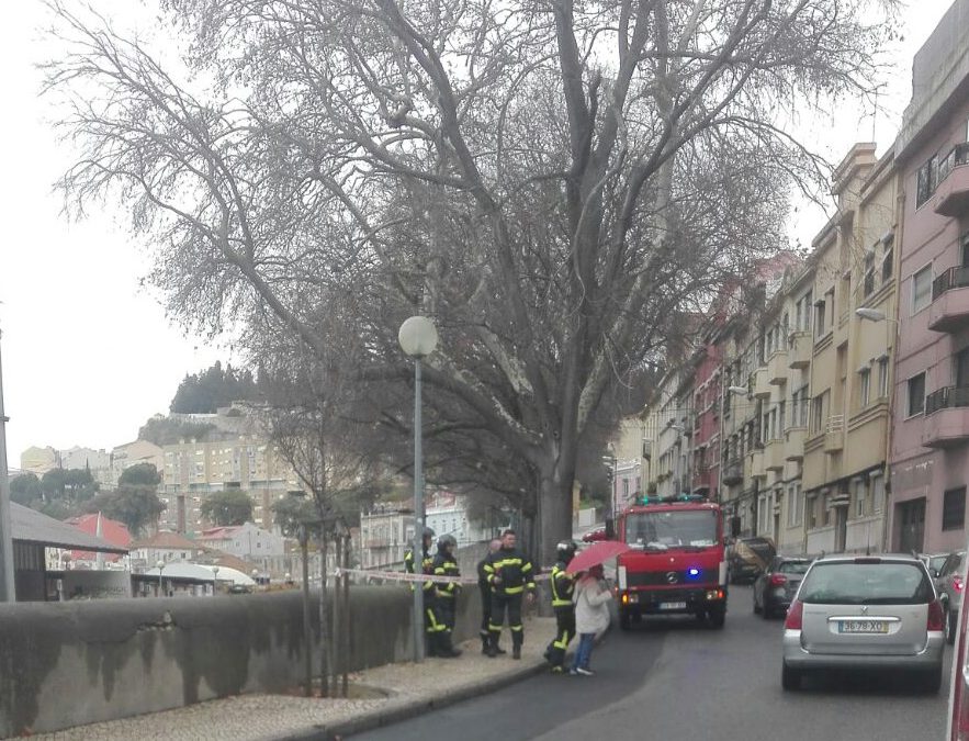 Queda de ramo na Rua Maria Pia