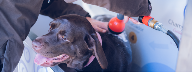  Já abriu o primeiro Self-Service de banho automático para cães