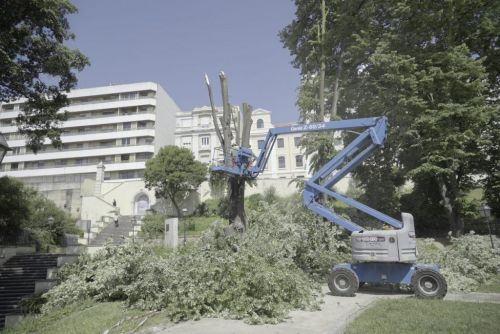 Abate de tílias no Jardim Lisboa Antiga por questões de segurança