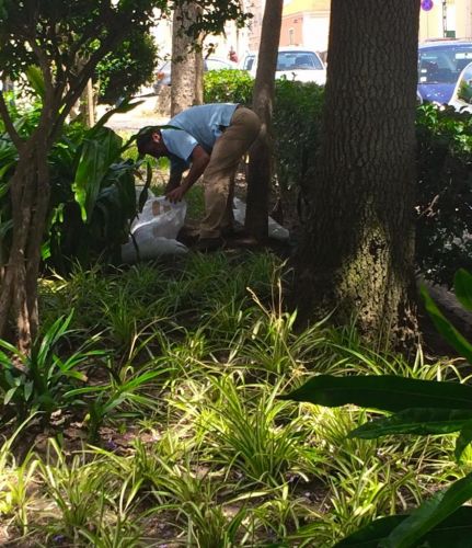 Jardins da Freguesia Vandalizados